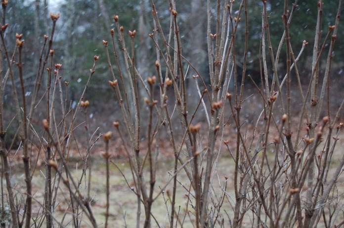 Snow on lilac blooms