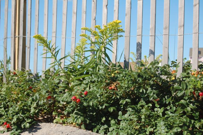 Rose hips and tide rips