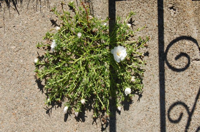Portulaca sprouts out from a thin crack in the concrete