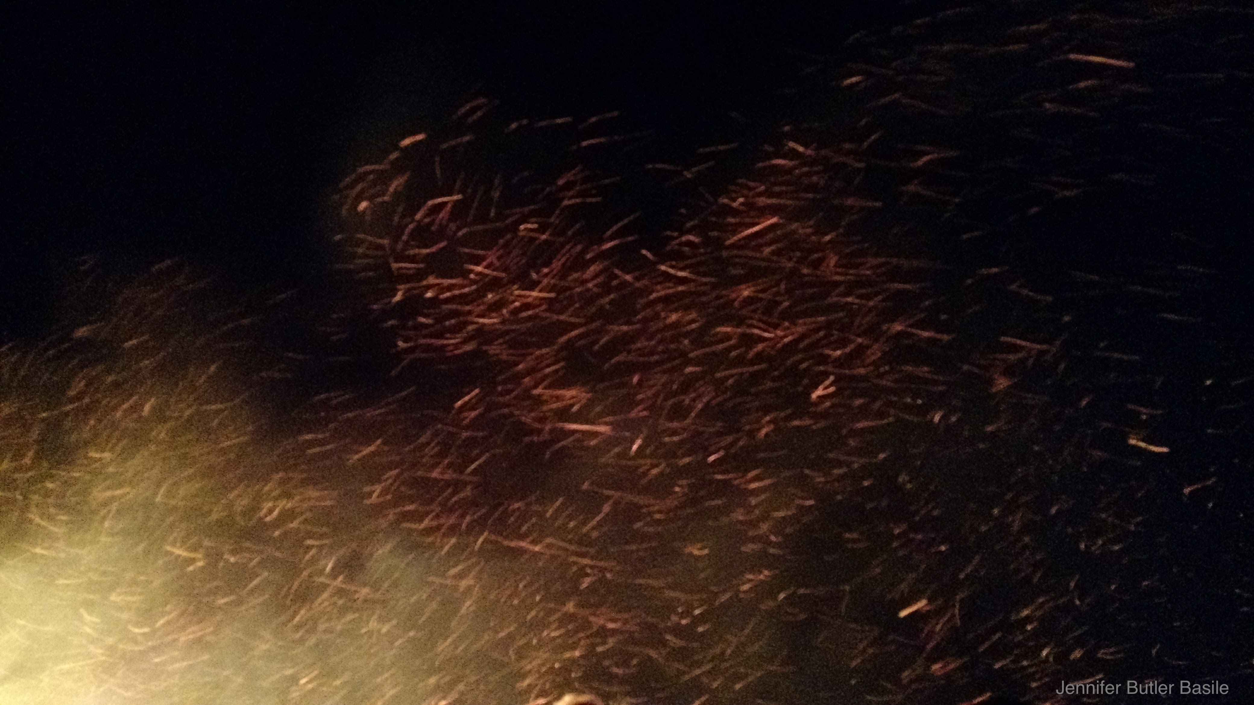 img_20161231_173059532_top