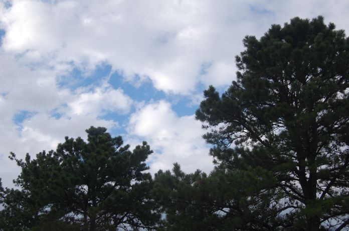 Where the treetops meet the sky