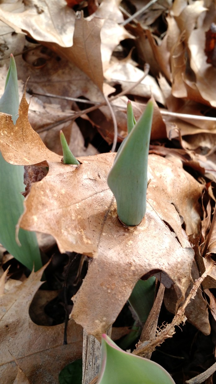 Jennifer Butler Basile 