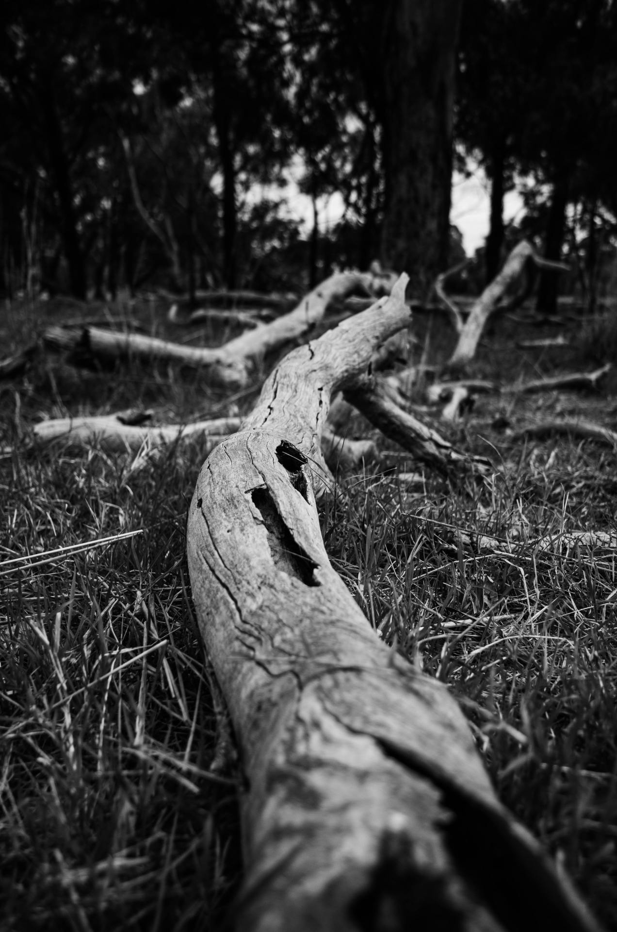 Photo by Sonny Sixteen: https://www.pexels.com/photo/dry-broken-branch-on-the-ground-11522978/