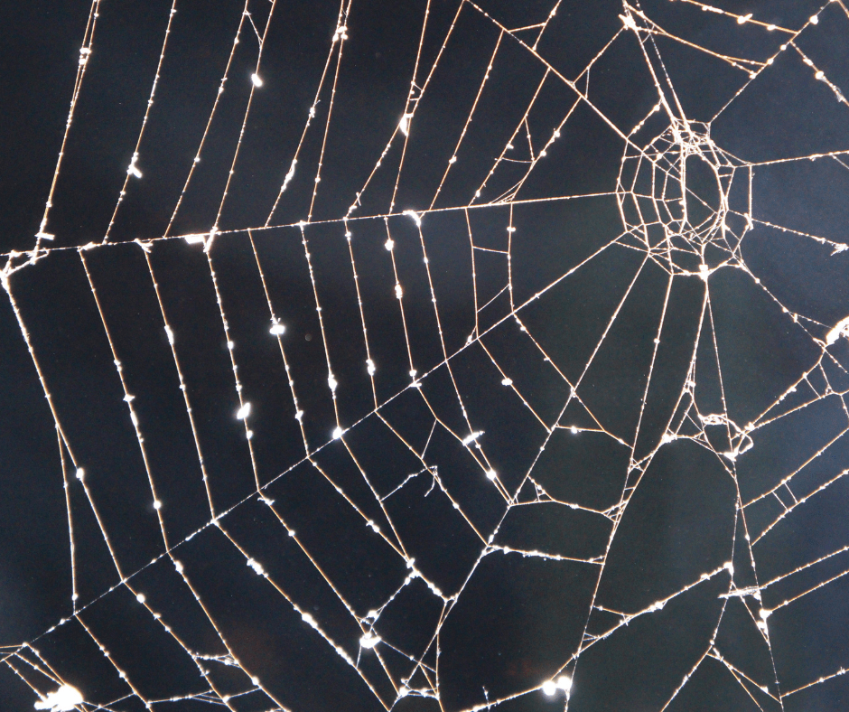 Details of a cobweb