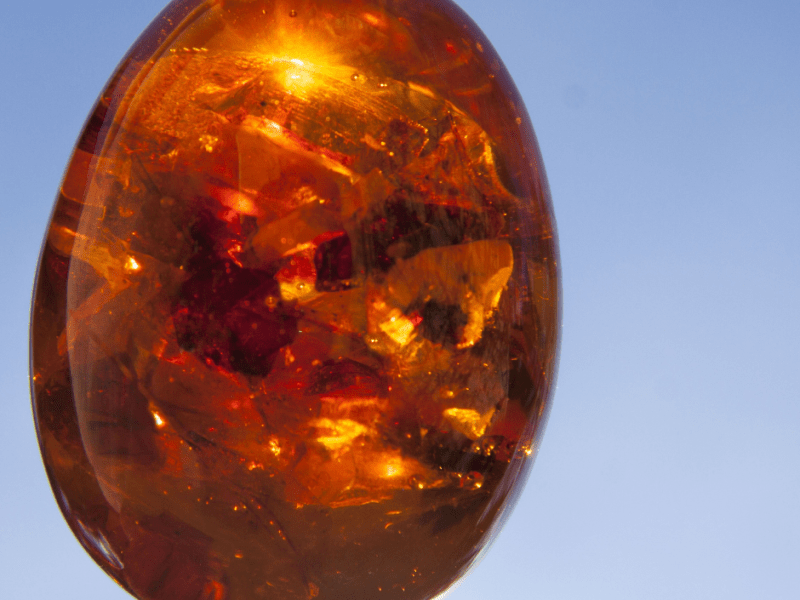 Reptile in Amber